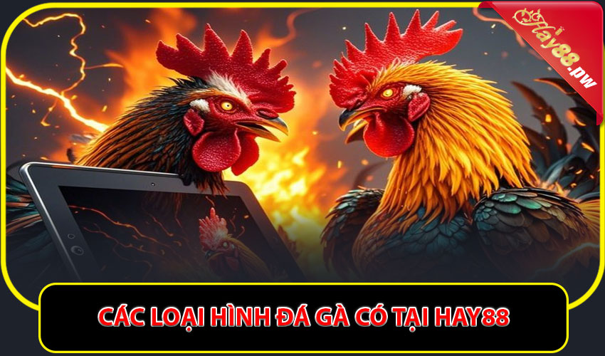 Các loại hình đá gà có tại Hay88